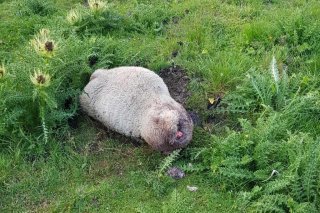 Attaque de loup à Bagnes